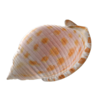shell_1.png