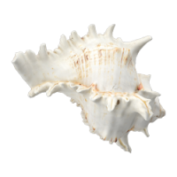 shell_2.png